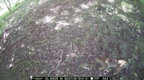 Bobcat photographed in Iowa