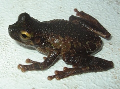 Osteocephalus cabrerai