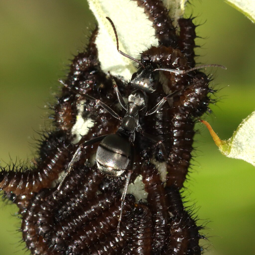 Silky field ant (Formica subsericea)