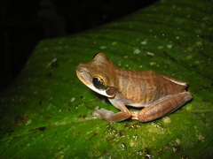 Osteocephalus mutabor