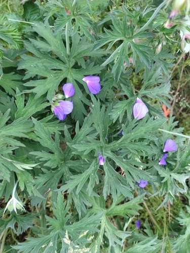 Meadow Crane's-bill