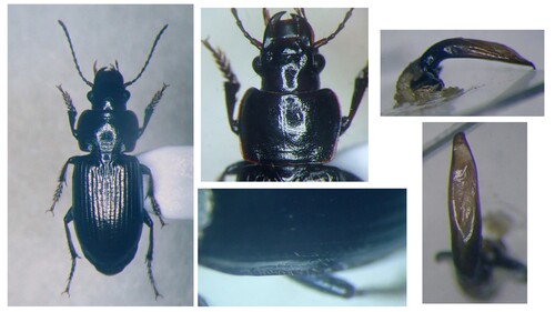 Harpalus dispar