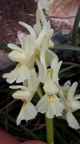 Orchis laeta Steinh.