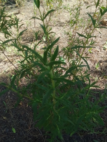 Montpellier Cistus