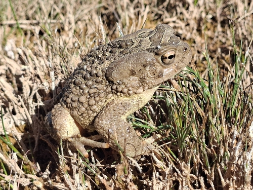 Mauritanian Toad