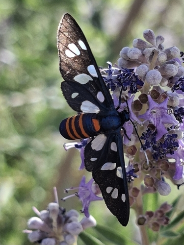 Amata mogadorensis