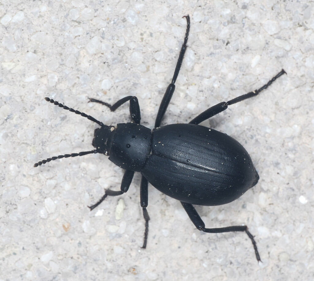 Eleodes knullorum