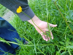 Ranunculus hispidus nitidus