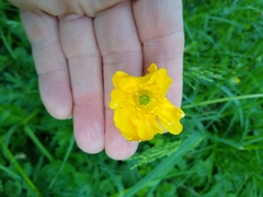 Ranunculus hispidus nitidus