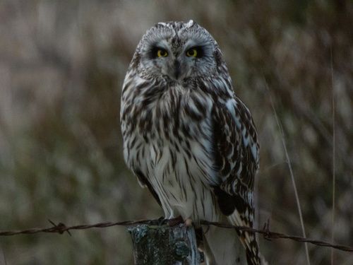 Short-eared Owl observed by jarchivist
