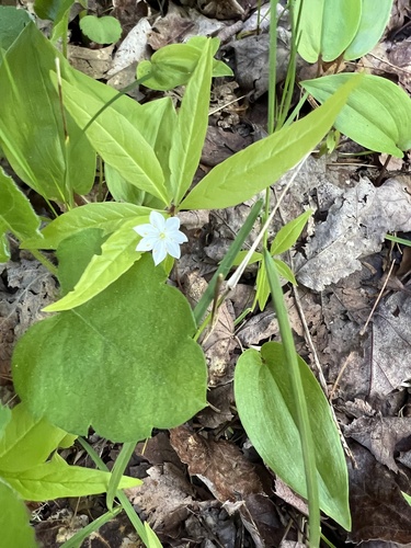 northern starflower