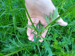 Ranunculus hispidus nitidus