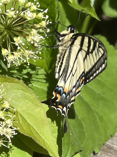 Canadian Tiger Swallowtail