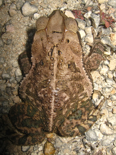 Central American Gulf Coast Toad