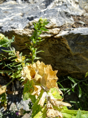 Lagochilus seravschanicus