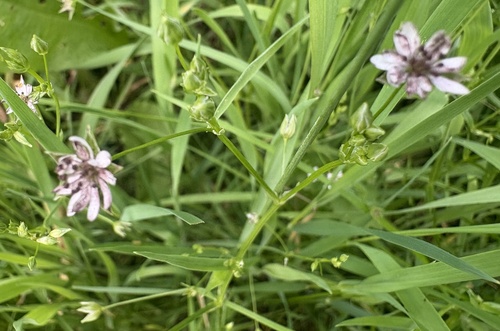 Chickweed Anther Smut