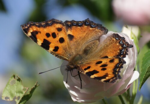 Large Tortoiseshell