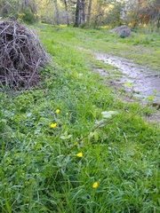 Ranunculus hispidus nitidus