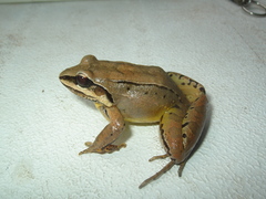 Leptodactylus mystaceus