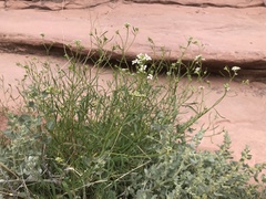 Lepidium montanum
