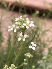 Lepidium montanum