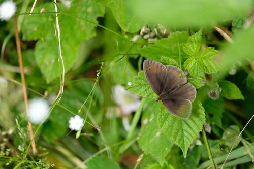 Meadow Brown
