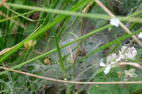 Labyrinth spider