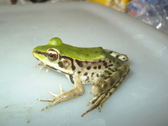 Lithobates palmipes