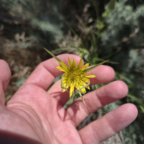 Goatsbeard