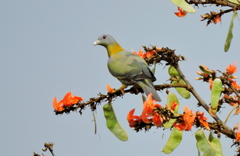 Treron phoenicopterus