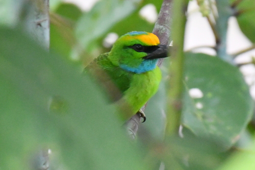 Psilopogon henricii observed 2026-05-14