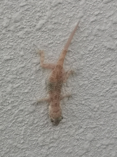 Keeled Rock Gecko