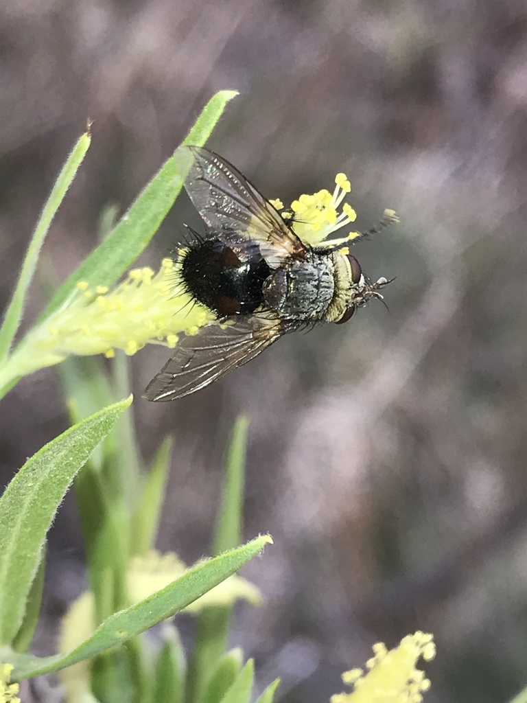 Archytas lateralis
