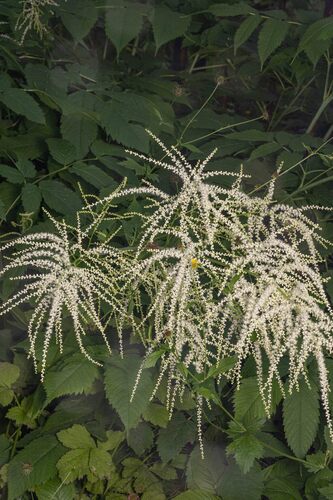 Goatsbeard