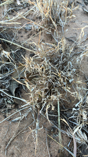 Ear Muhly
