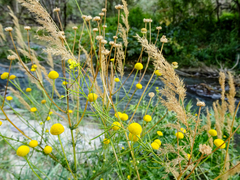 Tripleurospermum disciforme