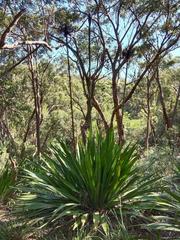 Doryanthes excelsa