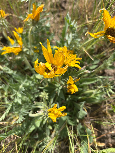 Balsamorhiza incana, 2026-06-01