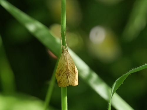 Garden Pebble, Natuurterrein klarenbeek,1105 AA Amsterdam, Nederland, photo 7 of 10
