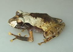 Pristimantis delius