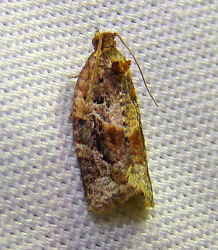 Red-banded Leafroller Moth