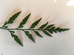 Asplenium flaccidum