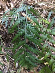 Asplenium flaccidum