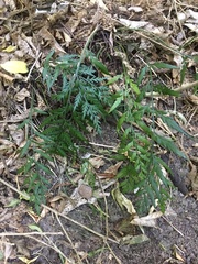 Asplenium flaccidum