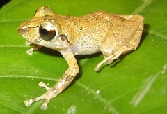Pristimantis martiae