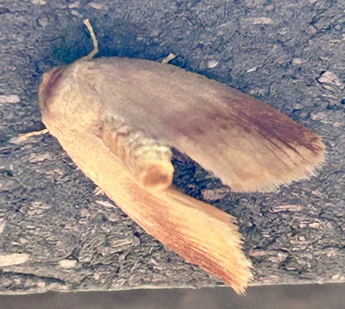 Early Button Slug Moth