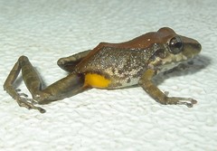 Pristimantis variabilis