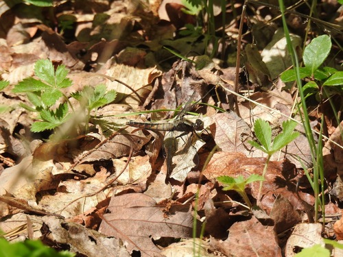Chalk-fronted Corporal
