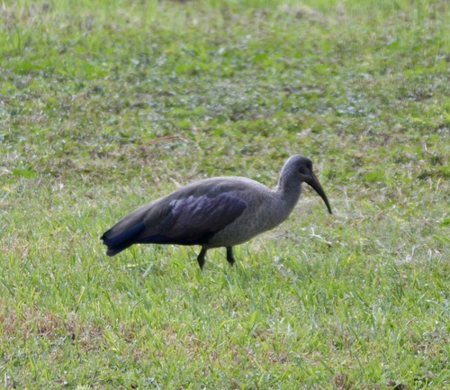 iNaturalist image