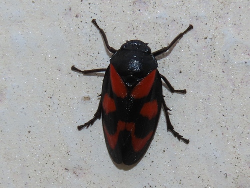 Common Froghopper, Voorschoten, Nederland, photo 6 of 10